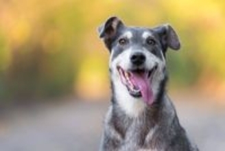 犬が『舌を出しっぱなし』にする理由6つ　病気のリスクから対処法まで解説