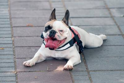 犬が『舌を出しっぱなし』にする理由6つ　病気のリスクから対処法まで解説