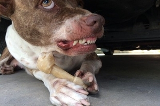 犬の『フードアグレッシブ』ってなに？攻撃行動をみせる理由や飼い主にできることまで