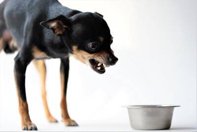 犬の『フードアグレッシブ』ってなに？攻撃行動をみせる理由や飼い主にできることまで