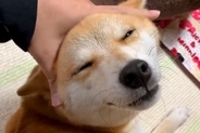 とんでもなく幸せそうな顔で甘える犬→撫でるのをやめた瞬間…想像を超える『表情の変化』が70万再生「分かりやすくて可愛いｗ」「怒ってるｗ」