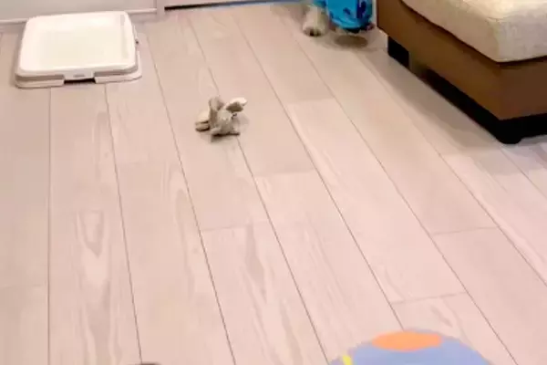 リモート会議中、ふと『犬が静かだな』と思ったので確認した結果→まさかの『ハプニング』が61万再生「フリーズしてて草」「うちの子もやるｗ」