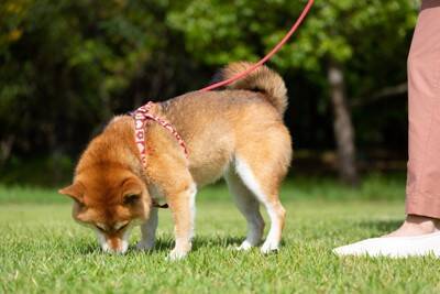 犬が不満に思う『散歩方法』5選　愛犬に満足してもらうためにできる対処法とは？