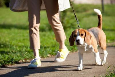 犬が不満に思う『散歩方法』5選　愛犬に満足してもらうためにできる対処法とは？