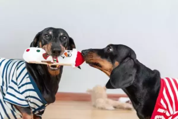 『他の犬と遊ぶのが不得意』な犬の特徴3つ　得意になるためにできることと気遣うべき愛犬の気持ち