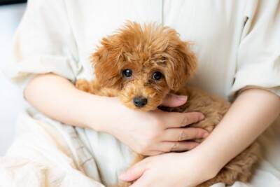 犬を『室内飼い』した方が長生きする理由５選　外飼いはNG？室内犬のメリットとは