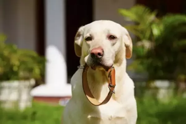 犬はいつも何を考えて生活しているの？愛犬の一日の過ごし方や日々の暮らしを充実させる秘訣まで