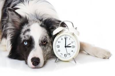 犬はいつも何を考えて生活しているの？愛犬の一日の過ごし方や日々の暮らしを充実させる秘訣まで