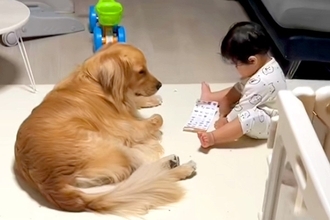 『流行りのシール交換』を1歳の子供が大型犬とした結果→『付き合ってあげる姿』が優しすぎると34万再生「面倒見てる…」「なんて愛おしい」