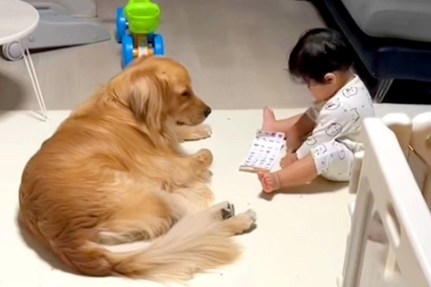 『流行りのシール交換』を1歳の子供が大型犬とした結果→『付き合ってあげる姿』が優しすぎると34万再生「面倒見てる…」「なんて愛おしい」