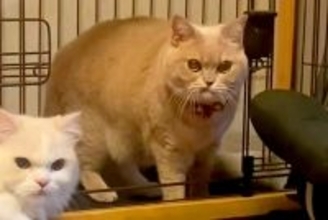 犬が『自分のお部屋を猫に占領されてしまった』結果→あまりにも愛おしい『精一杯の抵抗』が81万再生「猫さん強すぎるｗｗ」「キレ顔かわいい」