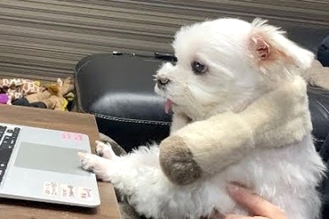 1週間前から入院しているパパ→『リハビリ中の映像』を犬に見せた結果…泣けてくる『愛を感じる反応』に感動「一生懸命見てる」「なんて健気」