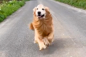1ヶ月半ぶりに大型犬と再会→抱き合った瞬間に…嬉しすぎて『号泣してしまう光景』が326万再生「こっちまで泣けてきた」「愛おしい」と感動