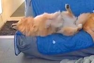 ソファで背伸びする大型犬→足を滑らせ『落ちる』かと思いきや…予想外だった『スマートすぎる光景』に反響「着地してて草」「お隣さんがｗ」