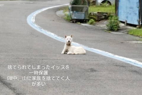 『うちの犬を捨てた人へ』女性が"山で捨てられた犬"を発見→飼い主を待ち続けて…衝撃の出会いと結末が94万表示「なんて優しい人」「幸あれ」