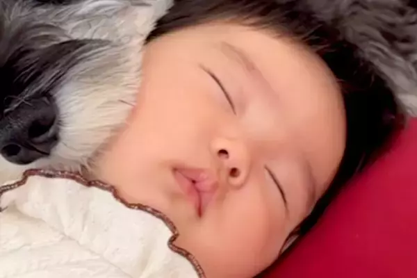赤ちゃんが大好きな犬→ピッタリとくっつきながら…あまりにも尊い『添い寝の仕方』に悶絶の声「天使と天使」「どんな夢を見てるのかな」と絶賛