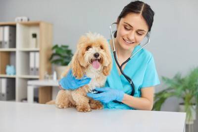 犬のウンチで体調を判断する『4つの方法』健康状態の見極め方や病気のサインまで