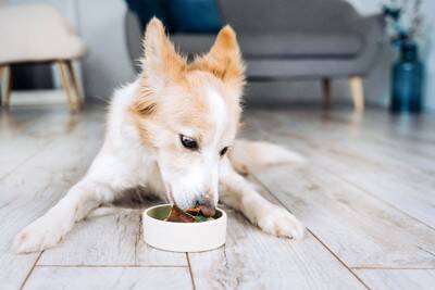 犬のウンチで体調を判断する『4つの方法』健康状態の見極め方や病気のサインまで