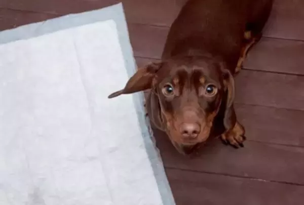 犬が『おしっこ』をする前にみせる行動5つ　必要なトレーニングや注意すべき仕草まで