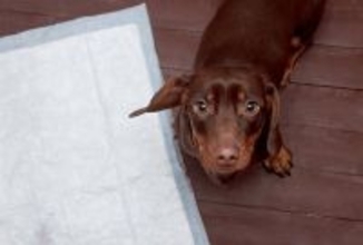 犬が『おしっこ』をする前にみせる行動5つ　必要なトレーニングや注意すべき仕草まで