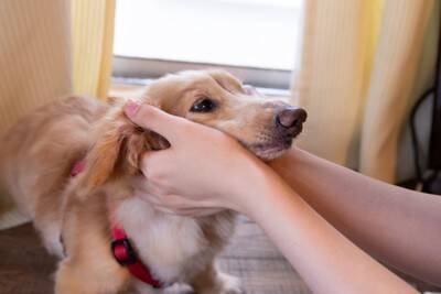 犬が『おしっこ』をする前にみせる行動5つ　必要なトレーニングや注意すべき仕草まで