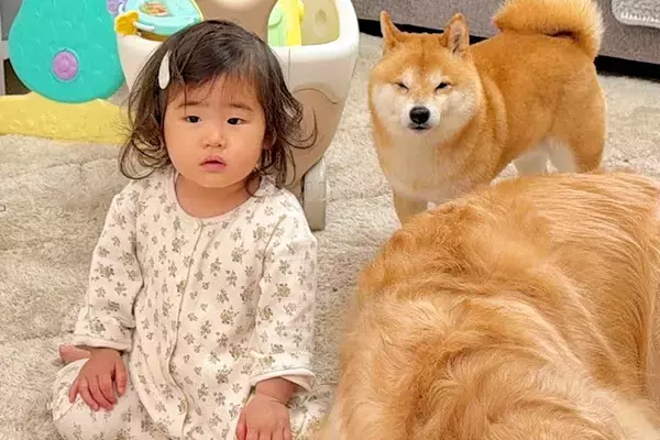 1歳の女の子が悪いことをしたので、叱った結果→察した犬たちが集まってきて…まさかの『尊すぎる光景』が23万再生「連帯責任なんだ」「素敵」