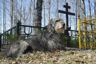 犬は『飼い主の死』をどう感じるの？理解している？大切な人が亡くなったとき、愛犬の心身に起こることまで