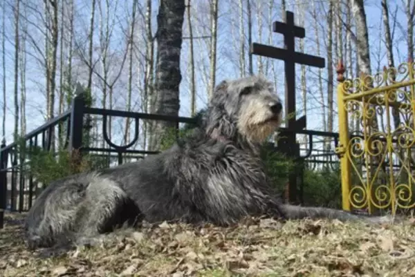 犬は『飼い主の死』をどう感じるの？理解している？大切な人が亡くなったとき、愛犬の心身に起こることまで
