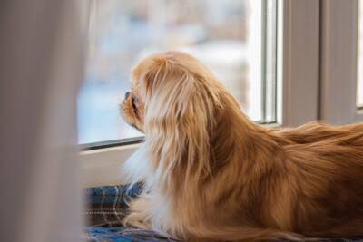 犬は『飼い主の死』をどう感じるの？理解している？大切な人が亡くなったとき、愛犬の心身に起こることまで