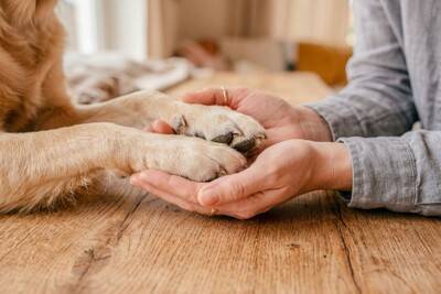 犬は『飼い主の死』をどう感じるの？理解している？大切な人が亡くなったとき、愛犬の心身に起こることまで