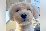 『ごはん買いに来ただけだよ』車に乗っていた犬→到着した場所が『病院』で…この世の終わりのような光景が9万再生「怖かったね」「かわいい」