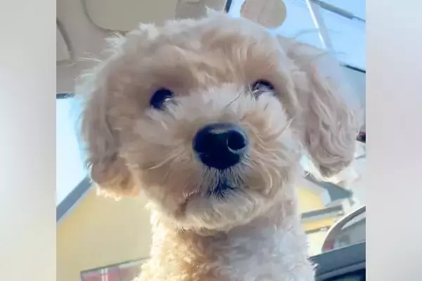 『ごはん買いに来ただけだよ』車に乗っていた犬→到着した場所が『病院』で…この世の終わりのような光景が9万再生「怖かったね」「かわいい」