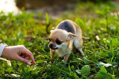 犬の『しっぽの動き』で分かる心理4つ　感情を読み取るために注目すべきポイントとは？