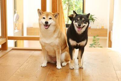犬の『しっぽの動き』で分かる心理4つ　感情を読み取るために注目すべきポイントとは？