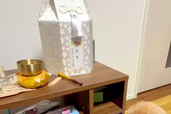 14年間、兄弟のように暮らしてきたワンコを亡くした犬→ふと見ると『盆棚』に向かって…思わず泣ける光景に反響「お話してる」「寂しい…涙出た」