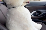 『絶対人間入ってるよね？』車の助手席に乗る大型犬→すれ違ったら二度見する『まさかの光景』に反響「笑ったｗｗ」「ヘルメット被ってます？」