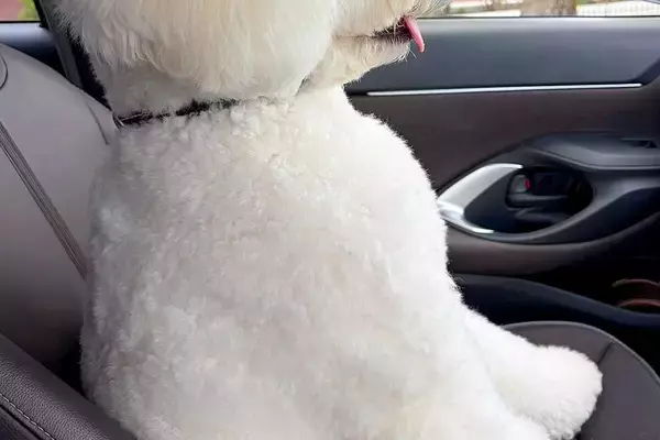 『絶対人間入ってるよね？』車の助手席に乗る大型犬→すれ違ったら二度見する『まさかの光景』に反響「笑ったｗｗ」「ヘルメット被ってます？」