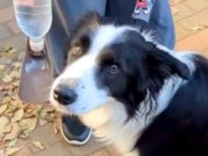 車の運転に疲れたのでSAで休憩→犬が何か言いたそうに…人間以上な『まさかの気遣い』が73万再生「天才か」「めちゃ優しい」「賢すぎる」