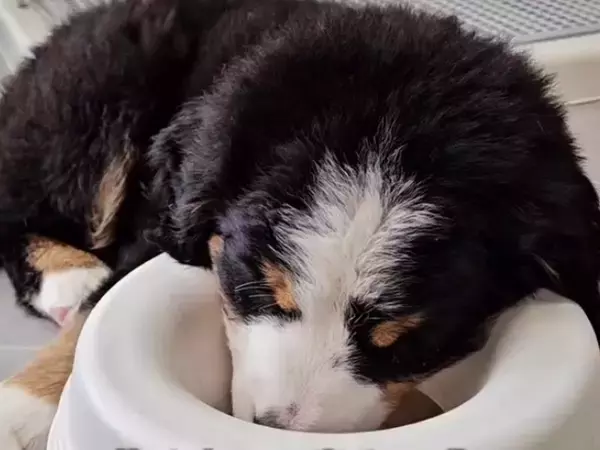 赤ちゃんの頃から『すごい寝相』をしていた超大型犬→成長後の『クセ強すぎる爆睡の仕方』が32万再生「白目で羽ばたくの草」「猫みたいｗｗ」