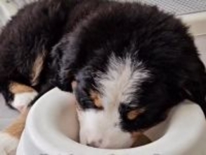 赤ちゃんの頃から『すごい寝相』をしていた超大型犬→成長後の『クセ強すぎる爆睡の仕方』が32万再生「白目で羽ばたくの草」「猫みたいｗｗ」