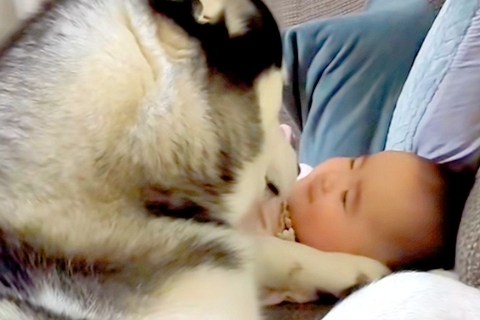 朝、赤ちゃん大好きなハスキー犬が見守り…ずっと見ていたくなる『愛を伝えている光景』がSNSで話題「良いベビーシッター」「優しい」と絶賛