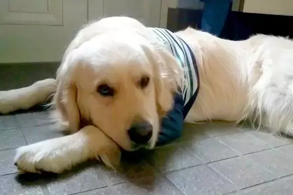 遊びに行けなくて不貞腐れている大型犬→『お出かけしよう』と言った瞬間に…わかりやすすぎる表情と態度が話題「切り替え早ｗ」「子供みたい」