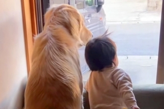 学校へ行くお姉ちゃんをお見送りする『大型犬と１歳の赤ちゃん』…尊すぎる『窓際のいってらっしゃい』がSNSで話題「幸せな時間」「最高」