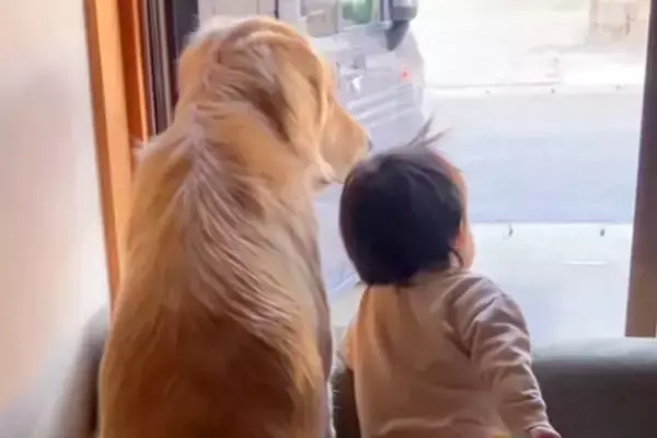 学校へ行くお姉ちゃんをお見送りする『大型犬と１歳の赤ちゃん』…尊すぎる『窓際のいってらっしゃい』がSNSで話題「幸せな時間」「最高」