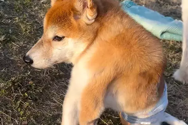 『いま、幸せですか？』四肢が麻痺した犬を保護→いつも不安そうな顔をして…感動が止まらない『現在の光景』が53万再生「絆感じる」「幸せに」