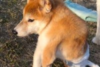 『いま、幸せですか？』四肢が麻痺した犬を保護→いつも不安そうな顔をして…感動が止まらない『現在の光景』が53万再生「絆感じる」「幸せに」