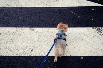 愛犬の『散歩』適当にやってない？外出時に考えられる危険性や事故を未然に防ぐ方法まで