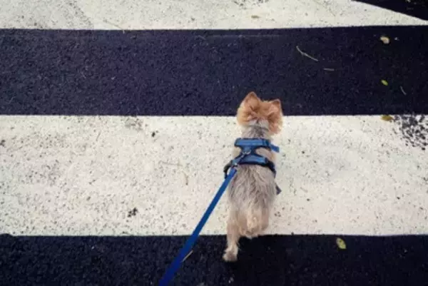 愛犬の『散歩』適当にやってない？外出時に考えられる危険性や事故を未然に防ぐ方法まで