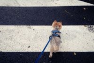 愛犬の『散歩』適当にやってない？外出時に考えられる危険性や事故を未然に防ぐ方法まで