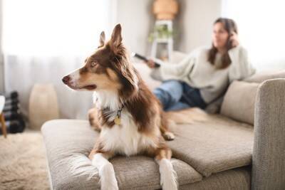 犬に強要してはいけない『人間の習慣』4つ　愛犬にストレスとなる日課とは？